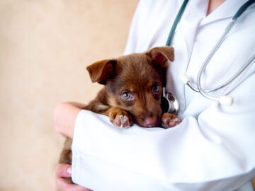 vet examines a puppy in the hospital.
